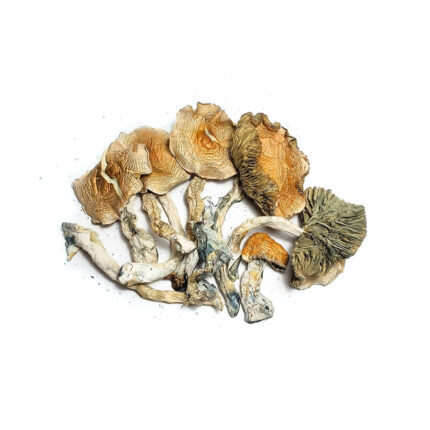 Buy Golden Teacher Mushrooms .