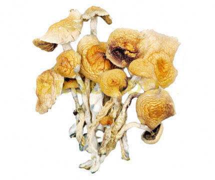 Buy Psilocybe Mexicana Mushroom