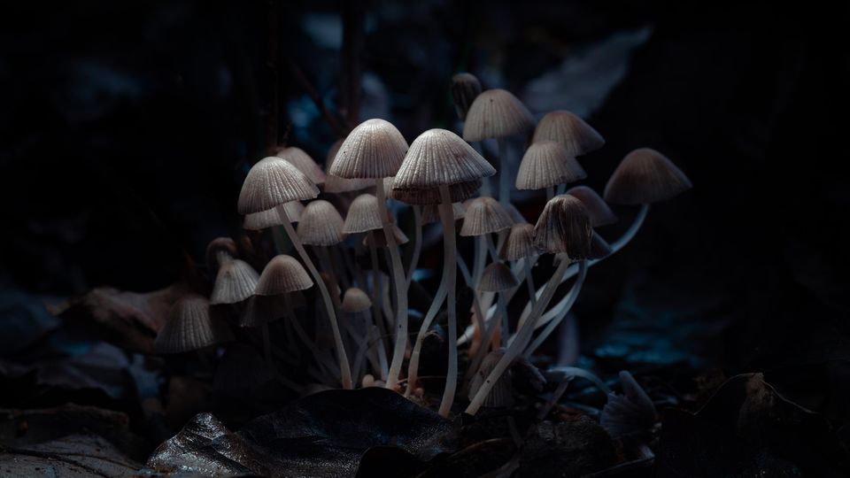 Magic Mushroom Dispensary Denver